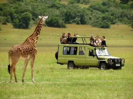 Giraffes